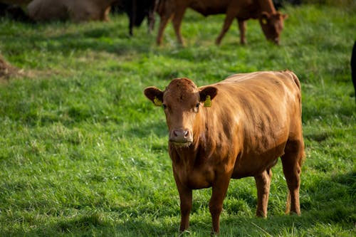 Photo of a Brown Cow Looking at the Camera