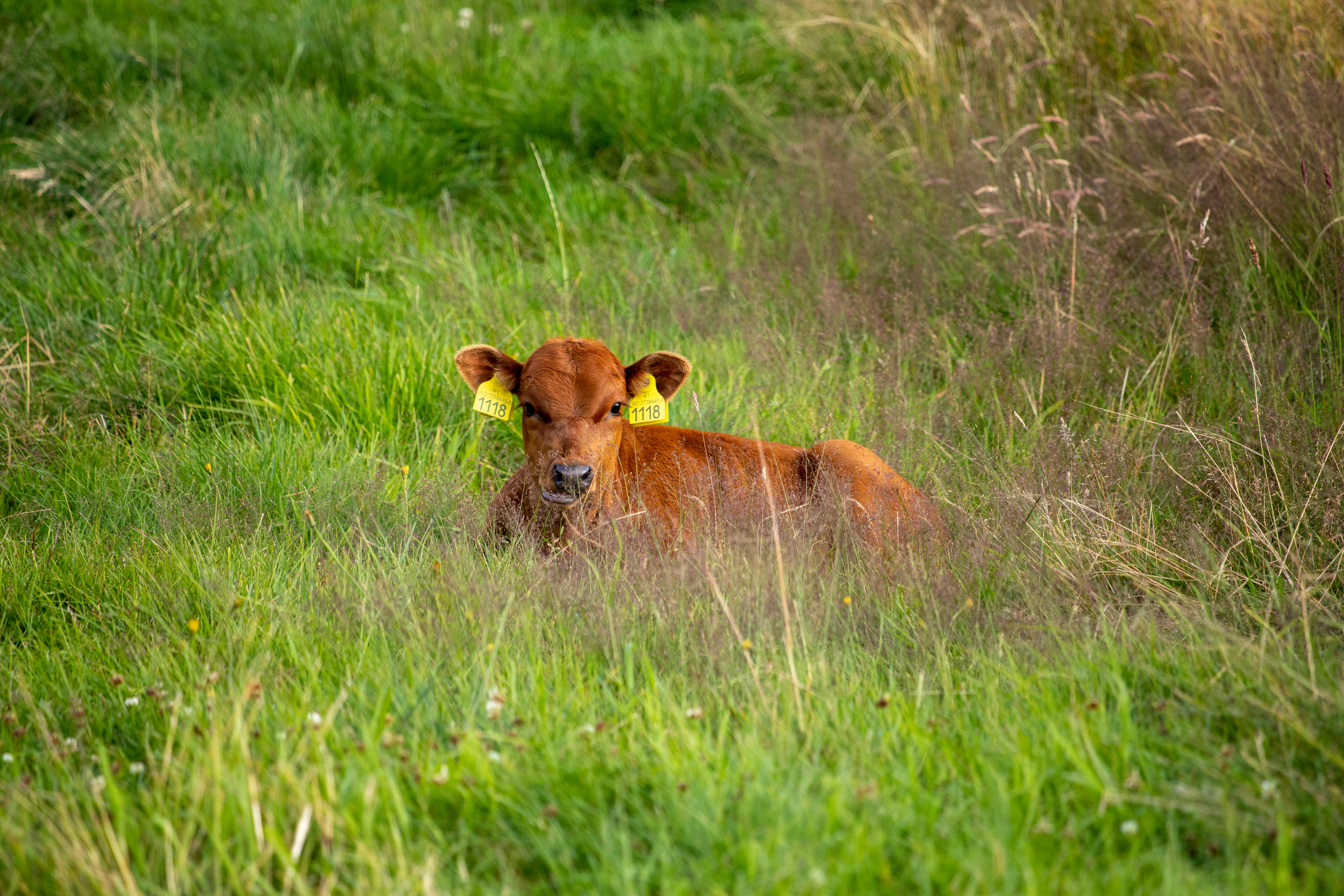 brown cow sitting on grass
