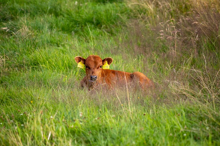 Brown Cow Sitting On Grass