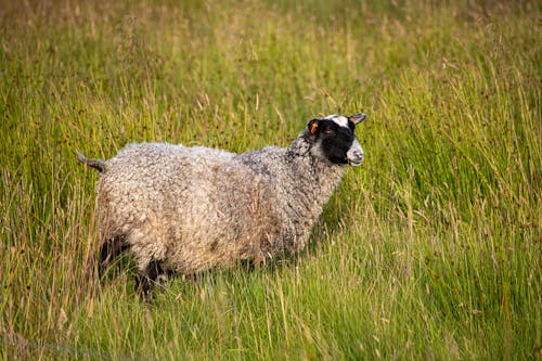 Free Photo of a Black and White Sheep on Green Grass Stock Photo