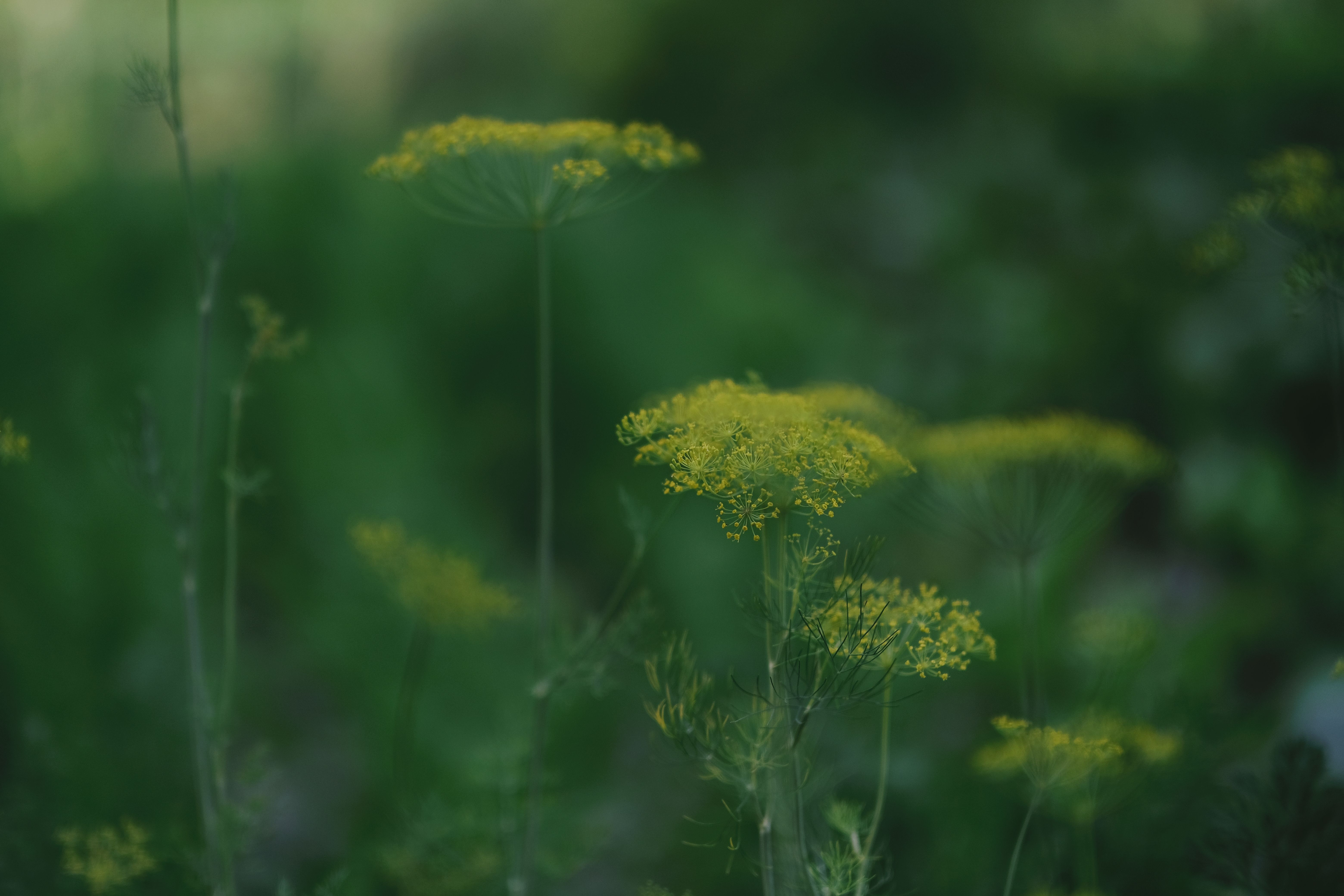 Fennel Seed Natural Herb