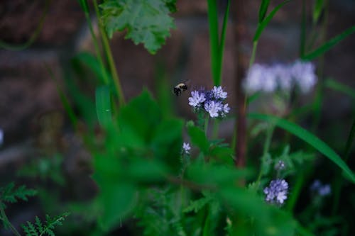 A Bee near the Flowers of a Lacy Phacelia 