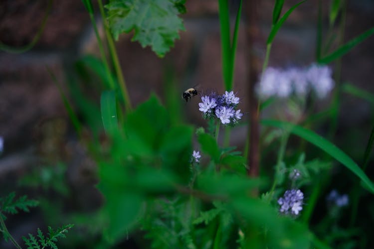 A Bee Near The Flowers Of A Lacy Phacelia 