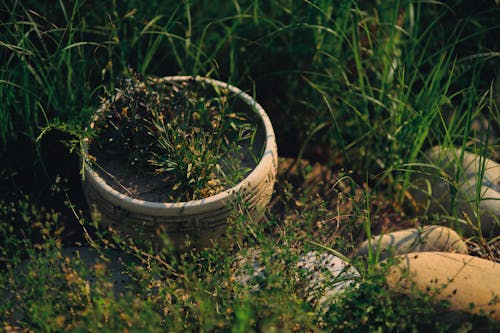 Fotobanka s bezplatnými fotkami na tému črepníková rastlina, fotografia prírody, fotografie rastlín