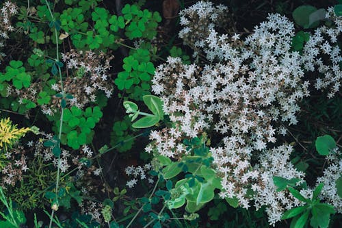 Foto profissional grátis de álbum sedum, flores, flores brancas