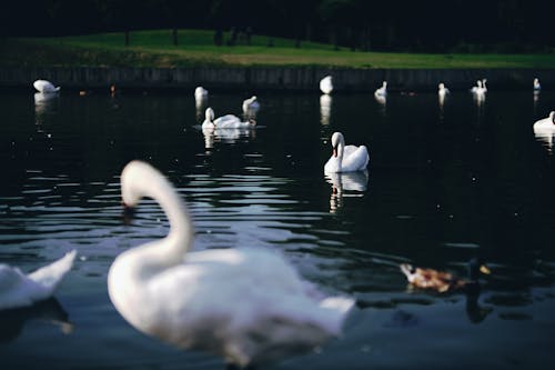 Photo of White Swans on a Lake