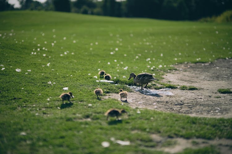 Flock Of Ducks On Grass