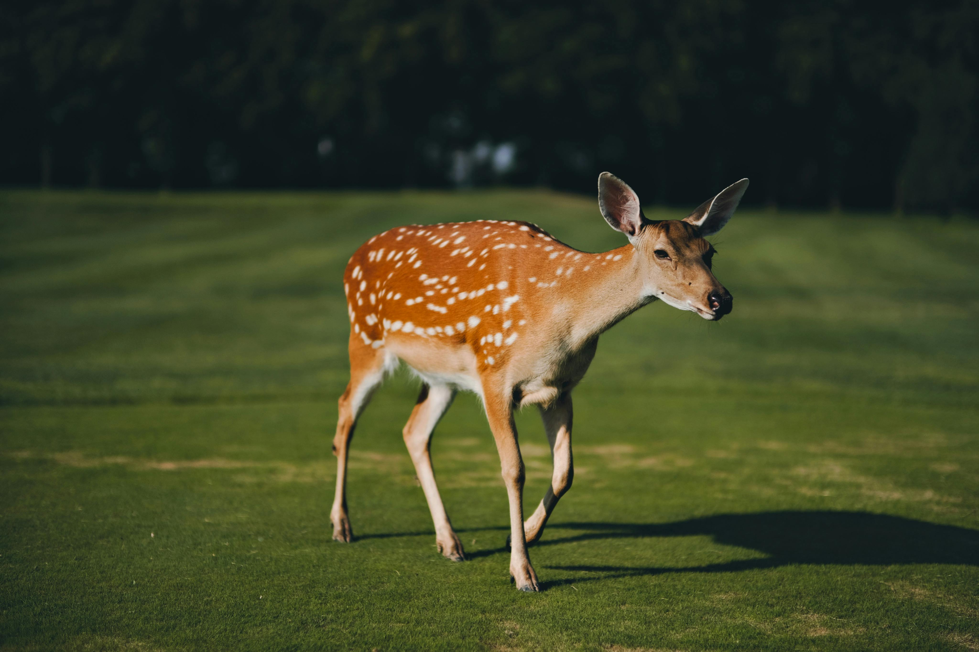 Close-Up Shot of a Sika Deer on Grass Field · Free Stock Photo