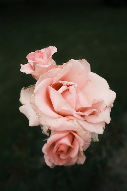 Free Close-Up Shot of Garden Roses Stock Photo