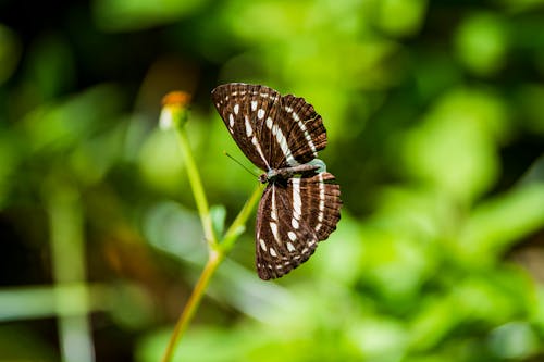 Ảnh lưu trữ miễn phí về cận cảnh, chụp ảnh động vật hoang dã, Con bướm