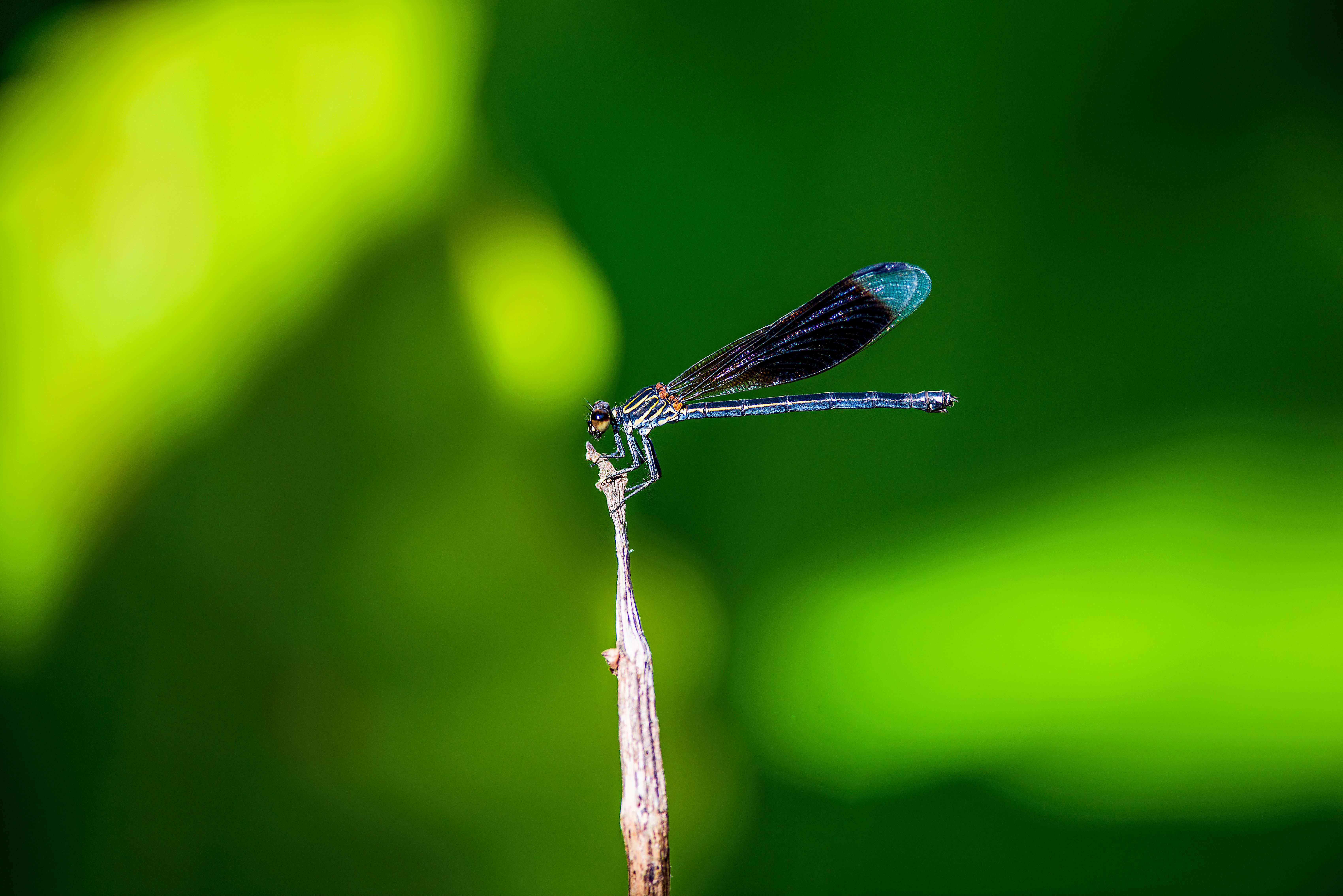 Blue Damselfly in Close Up Photography · Free Stock Photo
