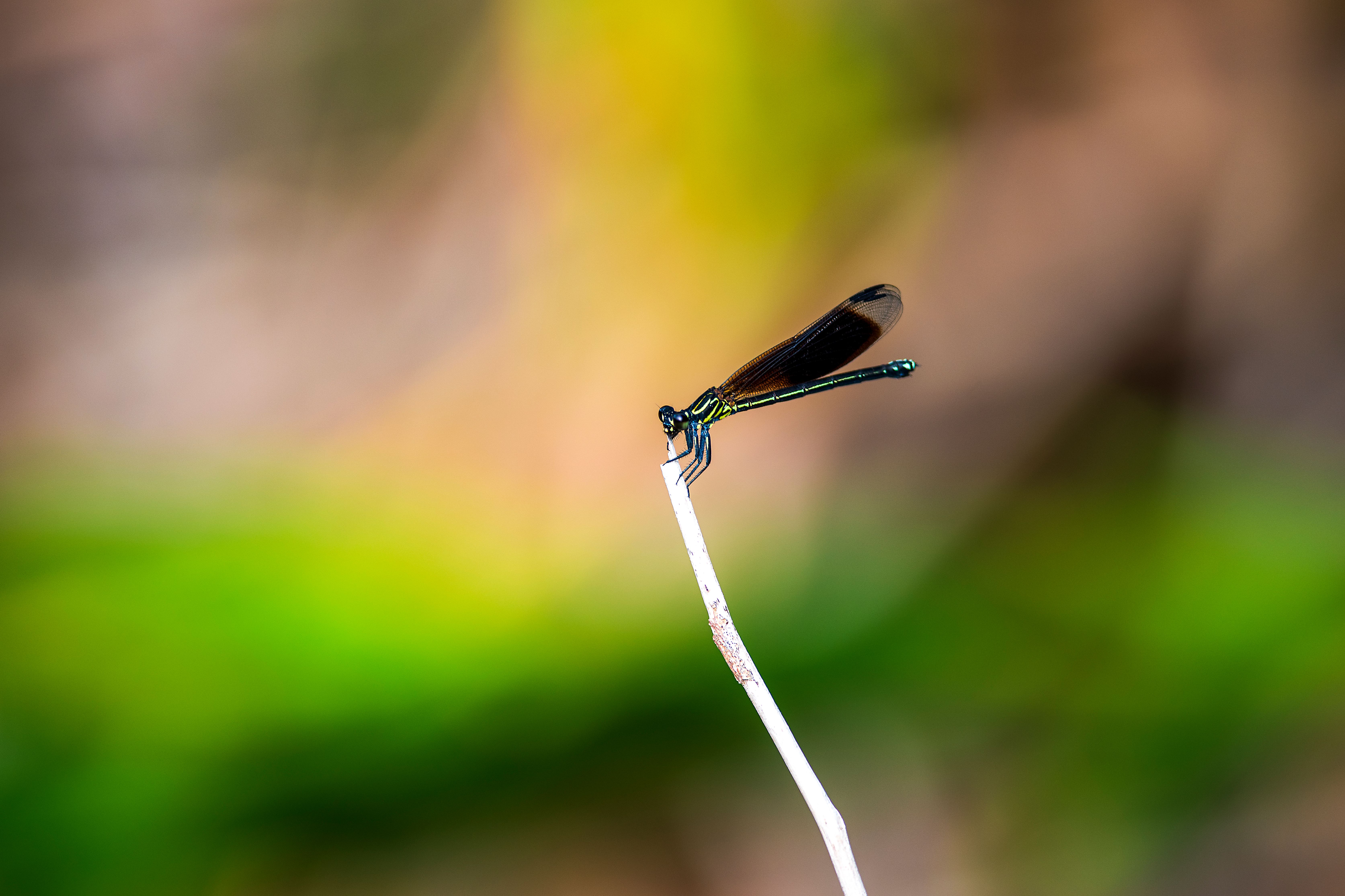 Close Up Photo of a Damselfly · Free Stock Photo
