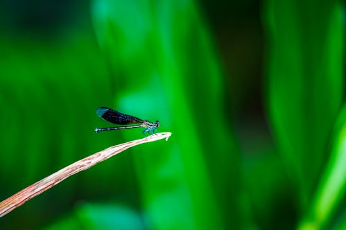 Δωρεάν στοκ φωτογραφιών με damselfly, macro shot, odonata