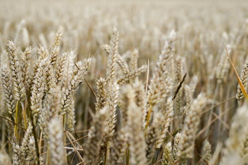 Close-up of Grain Ears