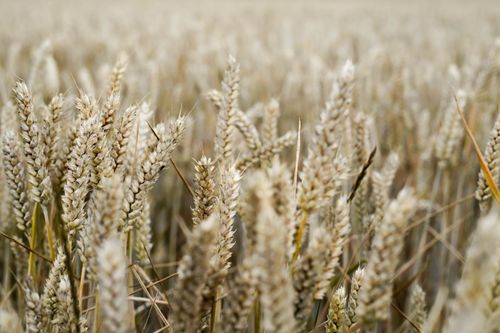 Free Detailed view of wheat ears in a field in Glumslöv, Sweden during daylight. Stock Photo