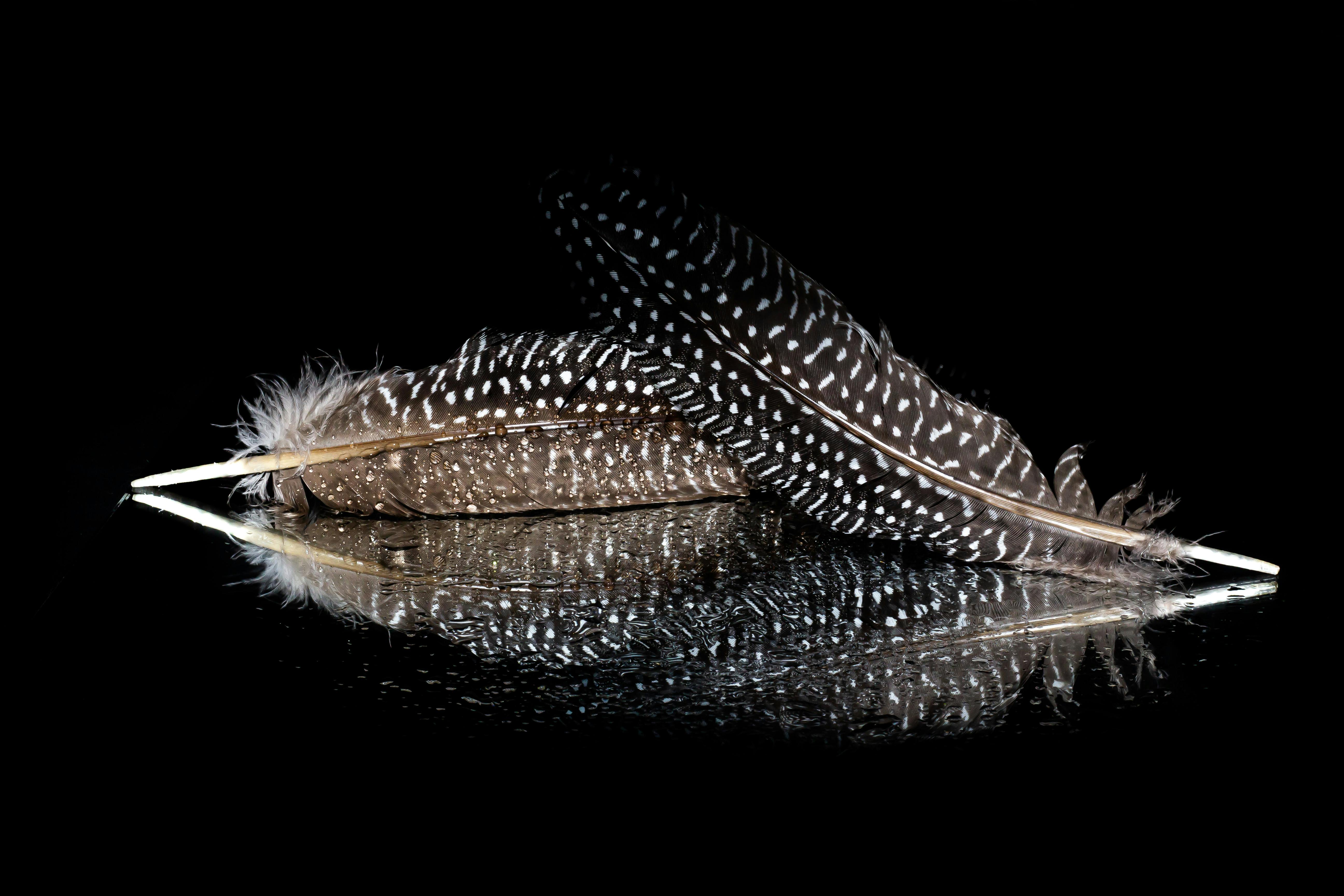 Close Up Photo of Two Black and White Feathers Free Stock Photo