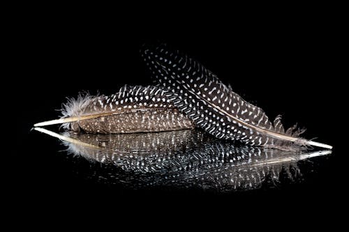 Close-Up Photo of Two Black and White Feathers