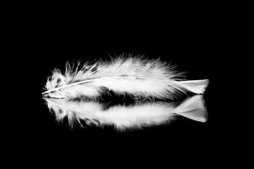 White feather on black background with serene reflection.