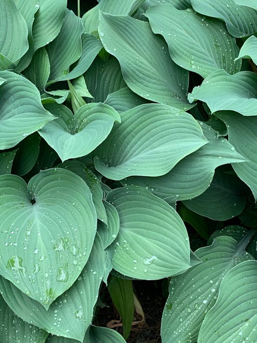 Green Leaves With Water Droplets