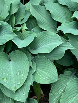 Close-up of vibrant green hosta leaves with dewdrops, showcasing natural beauty and texture.