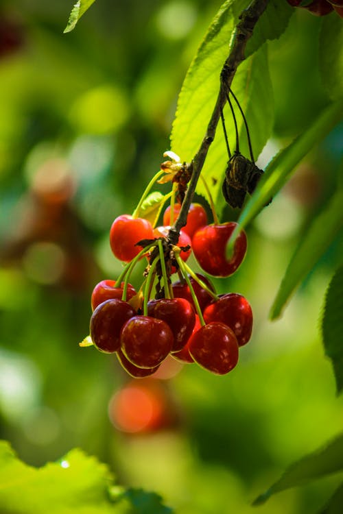 Free Close-Up Shot of Cherries  Stock Photo