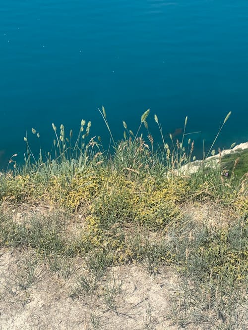 bitkiler, çim, deniz içeren Ücretsiz stok fotoğraf