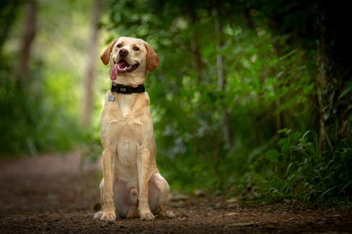 Selective Focus Photo of a Labrador Retriever Sitting on Brown Soil