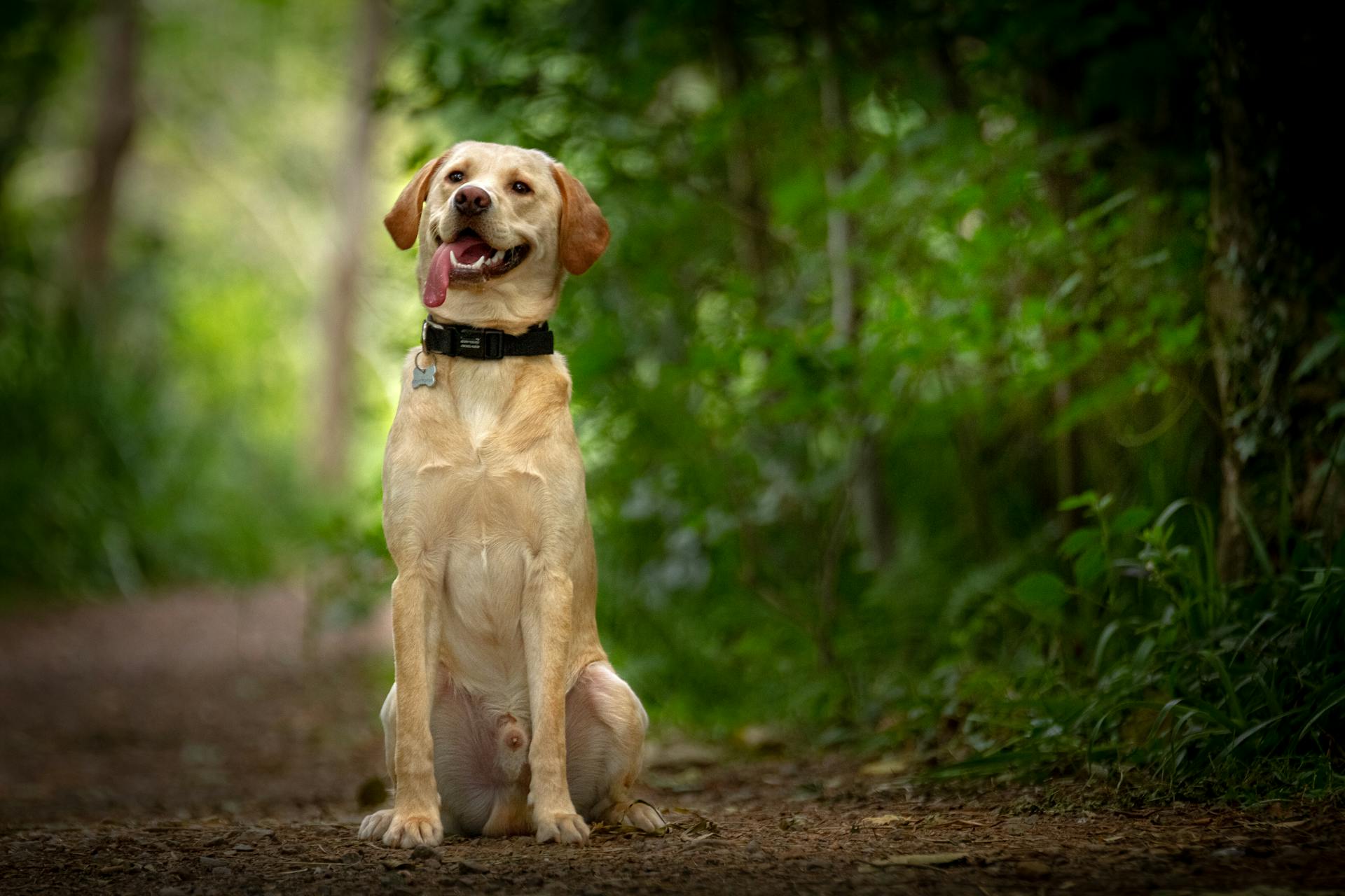 Selectieve foto van een Labrador Retriever die op bruine grond zit