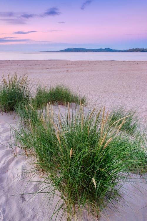 Free Photo of Green Grass at the Beach Stock Photo