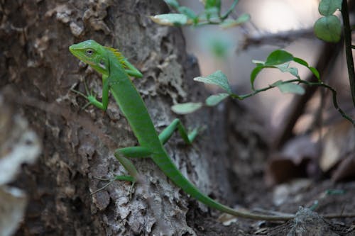 Free Close-Up Shot of a Green Lizard on a Tree Branch Stock Photo