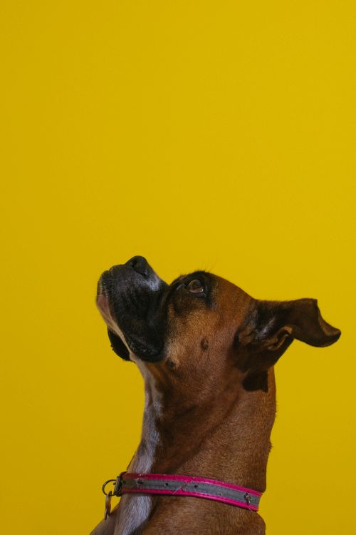 Free Charming portrait of a boxer dog with a yellow backdrop, showcasing its alert expression. Stock Photo