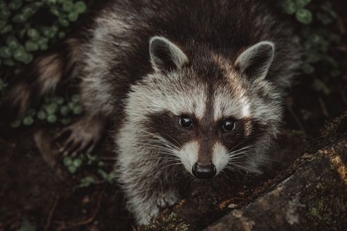 Free From above of cute raccoon with fluffy fur looking at camera in nature Stock Photo