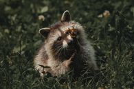 Adorable fluffy raccoon gnawing plant while sitting on grassy meadow in summer in countryside