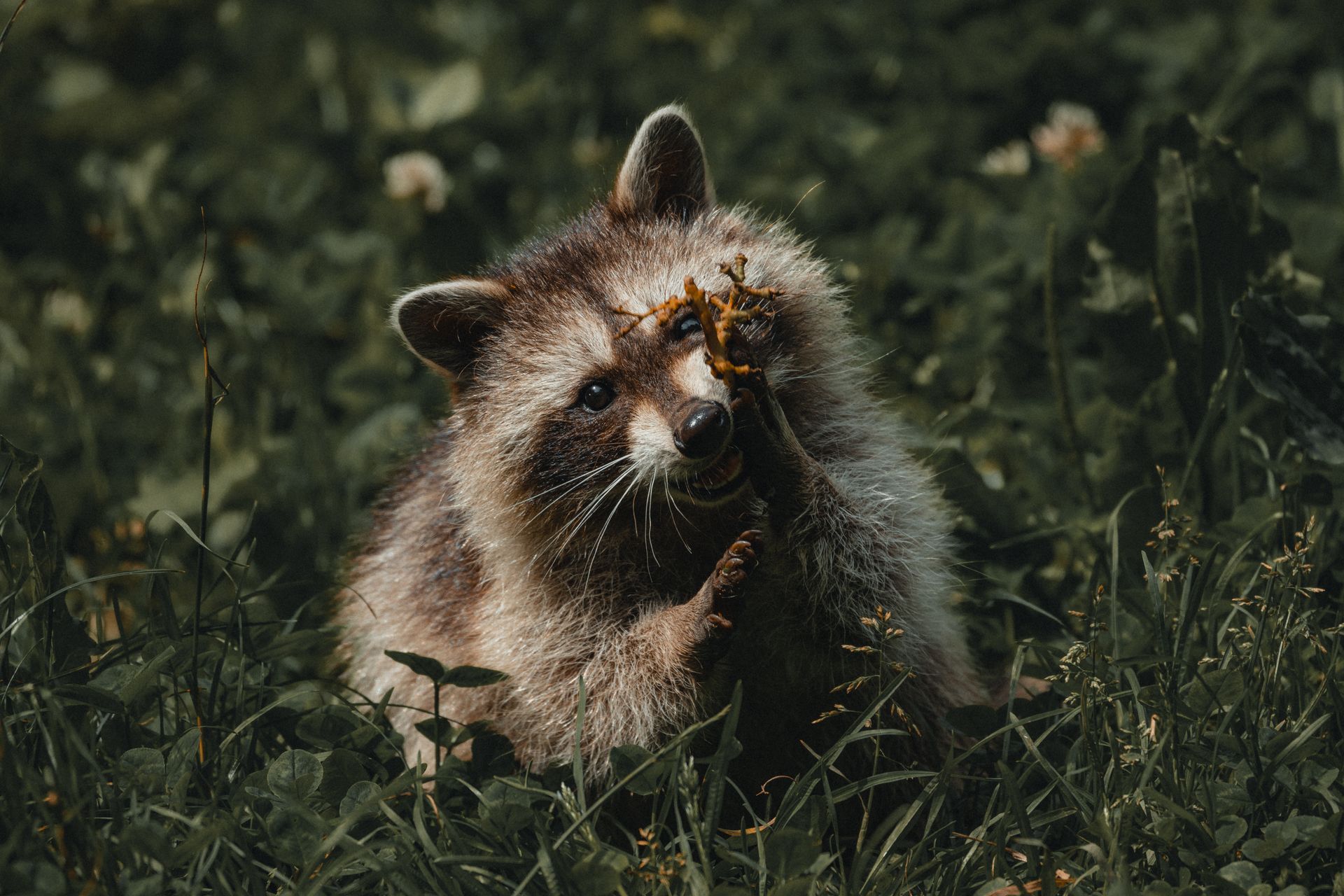 Adorable fluffy raccoon gnawing plant while sitting on grassy meadow in summer in countryside