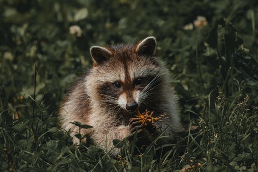Adorable raccoon with fluffy fur holding plant on grassy lawn while looking at camera in summer day