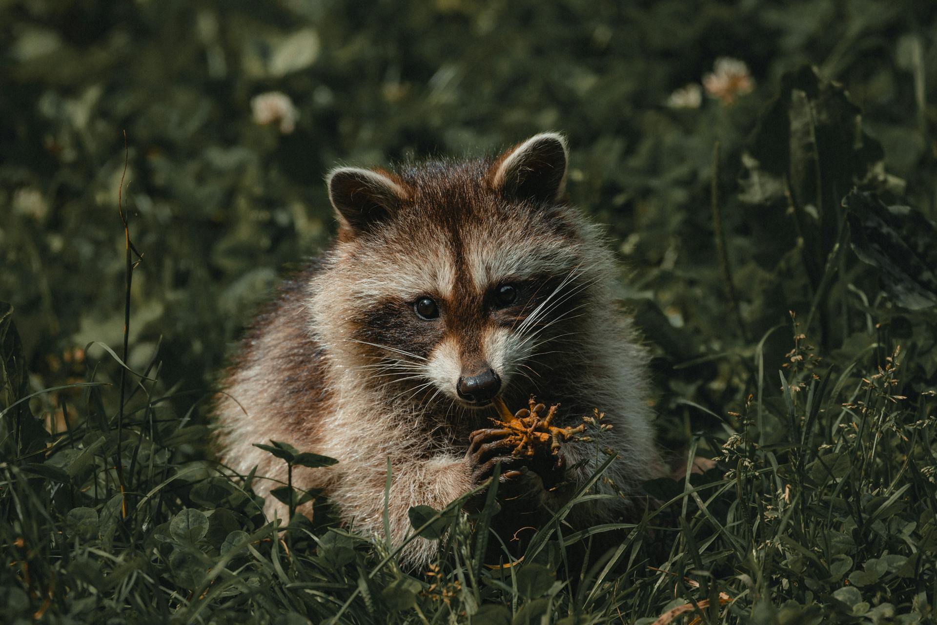 Raccoon standing on grassy ground