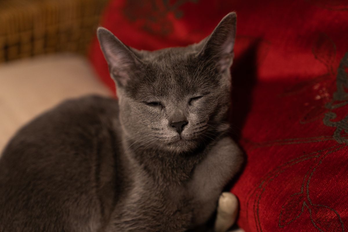 oriental shorthair - 5. Alimentation et prévention du surpoids