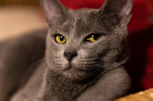 Free Close-Up Shot of a Russian Gray Cat Stock Photo