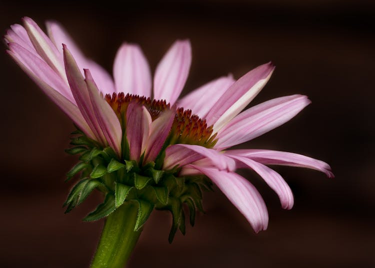 Macro Shot Of Coneflower 