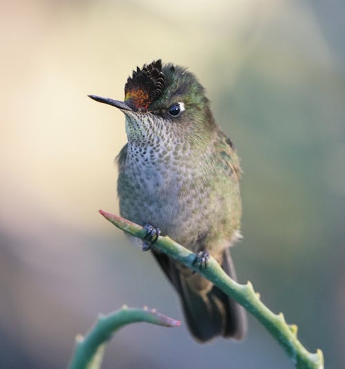 Free Close-Up Shot of a Hummingbird Perched on a Stem Stock Photo