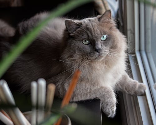 Close-Up Shot of a Domestic Long-Hair Cat
