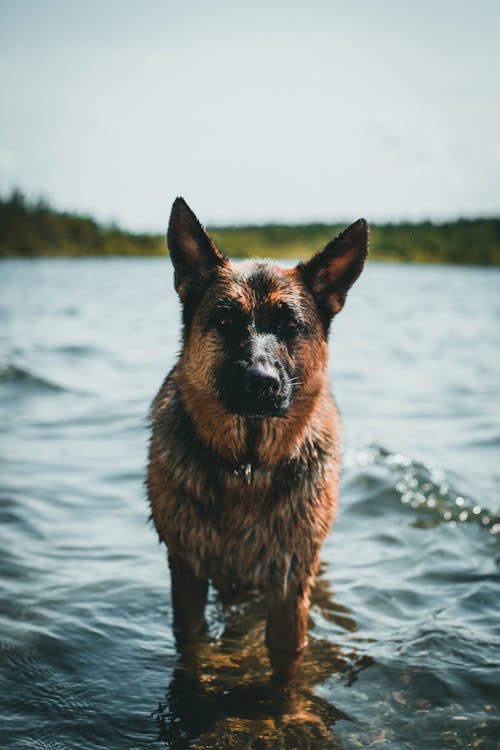 Imagine de stoc gratuită din a închide, animal, animal de casă