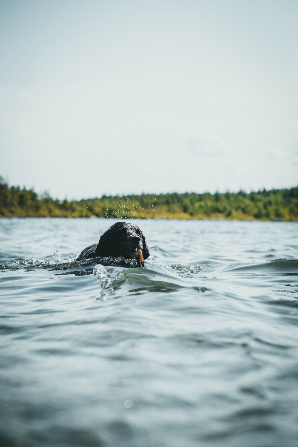 Blauwalg en je hond: waar niet zwemmen, symptomen en eerste hulp