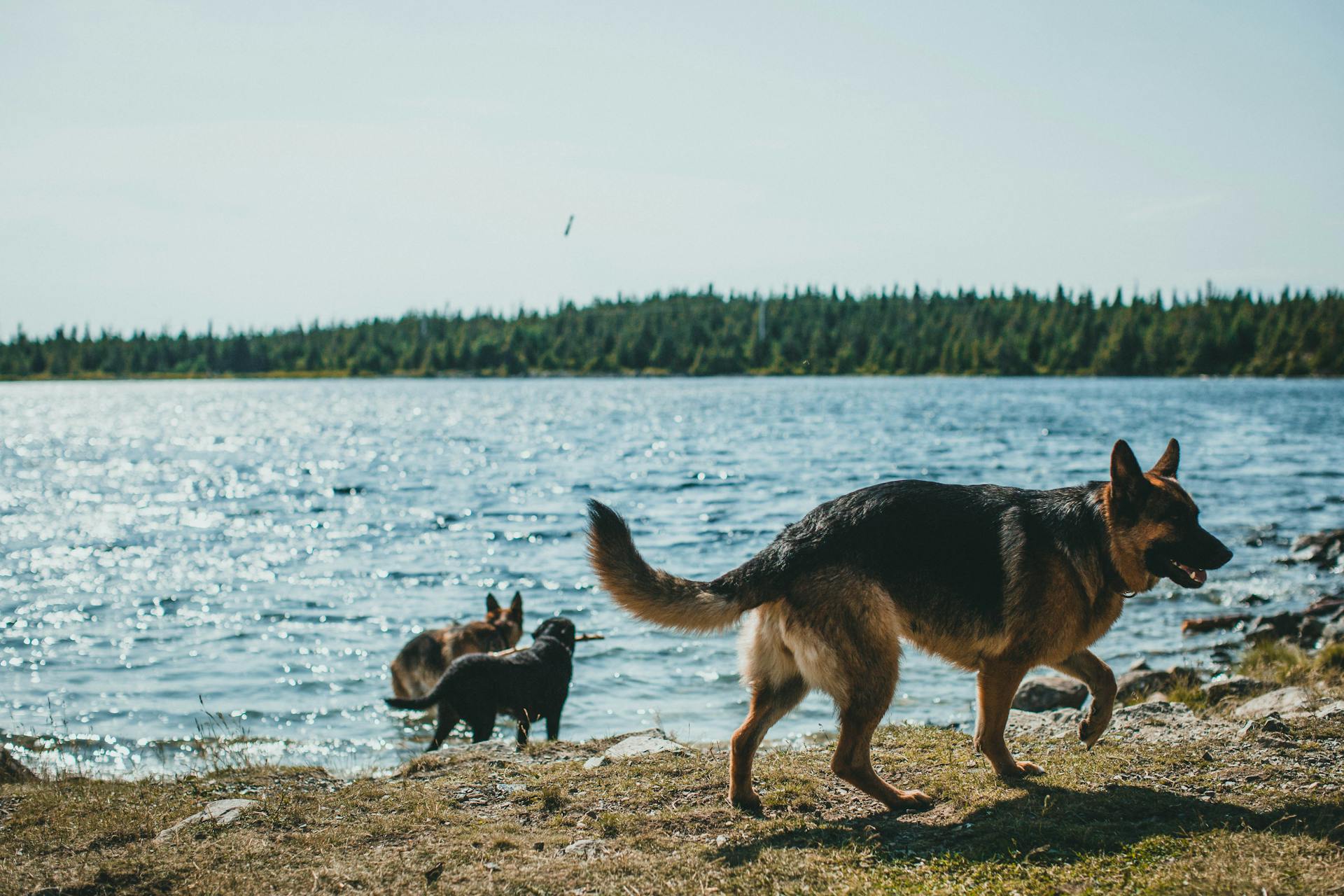 Dogs at the Lake