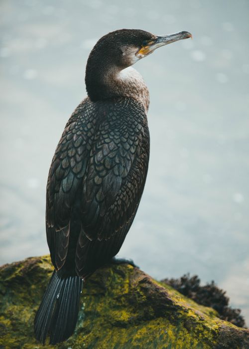 Free Detailed shot of a cormorant resting on a moss-covered rock near water. Stock Photo