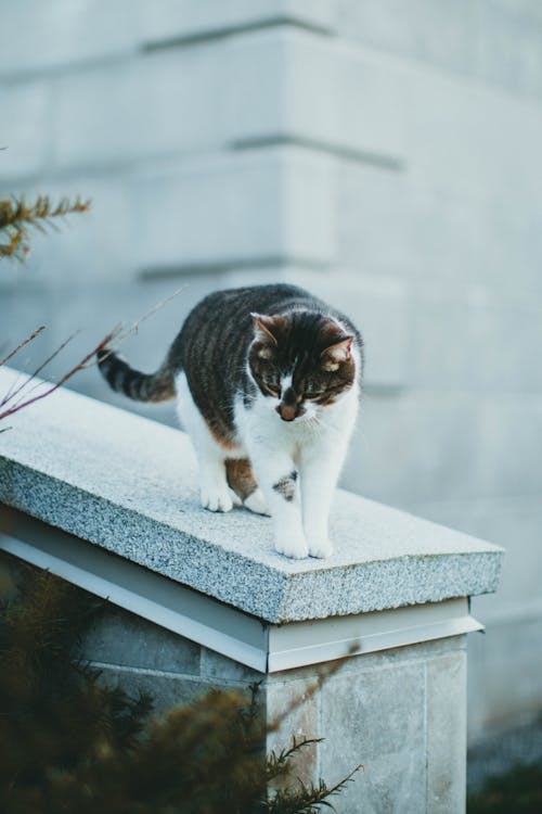 A Tabby Cat on a Concrete Fence