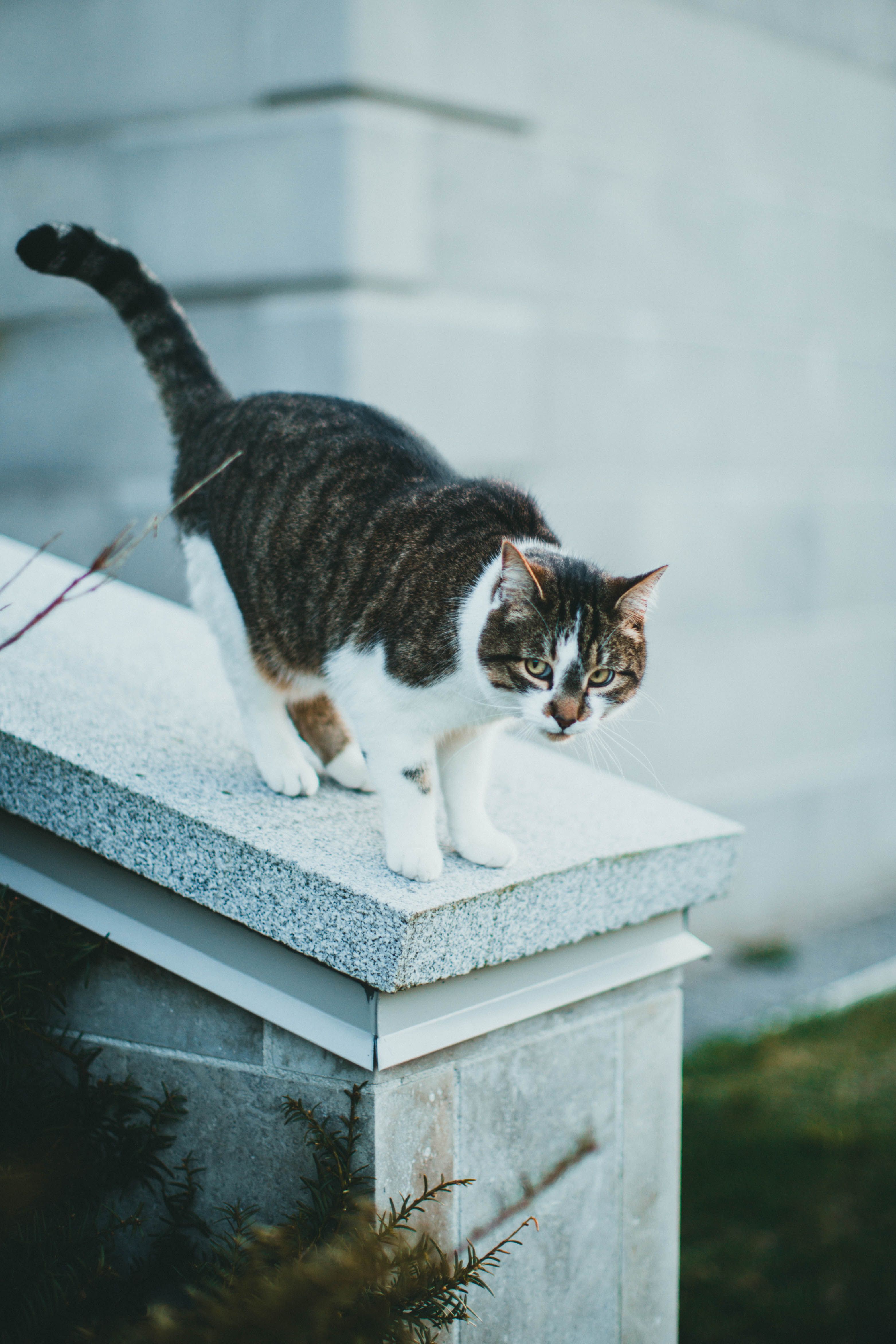 A Tabby Cat on a Concrete Fence · Free Stock Photo