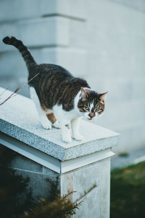 A Tabby Cat on a Concrete Fence