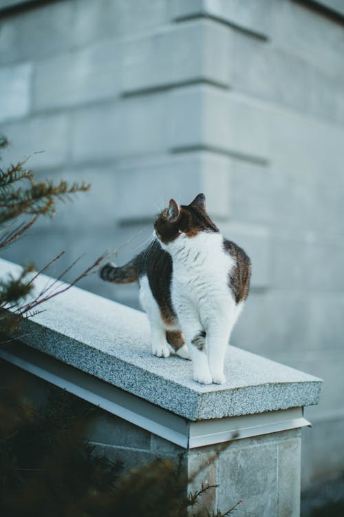 A Tabby Cat on a Concrete Fence