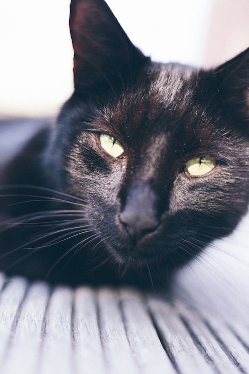 Short-coated Black Cat Photography
